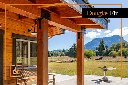 dcb-douglasfir