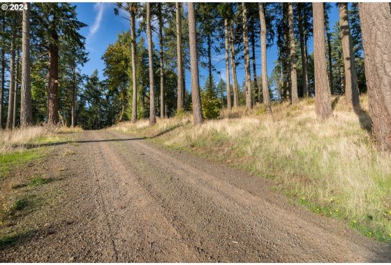 Gravel road leading through a forested area with tall trees and grassy slopes.